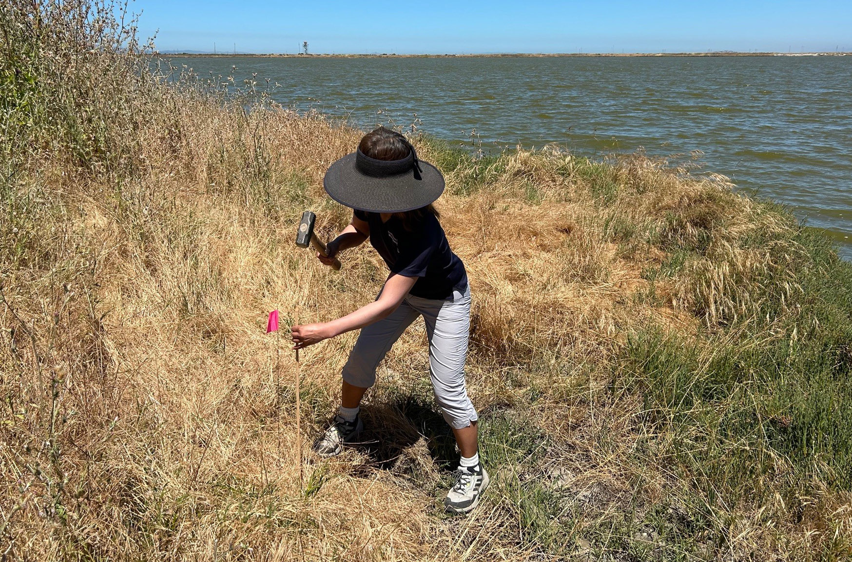 Judy Nam plants a stake to establish the high water mark at Pond A4.