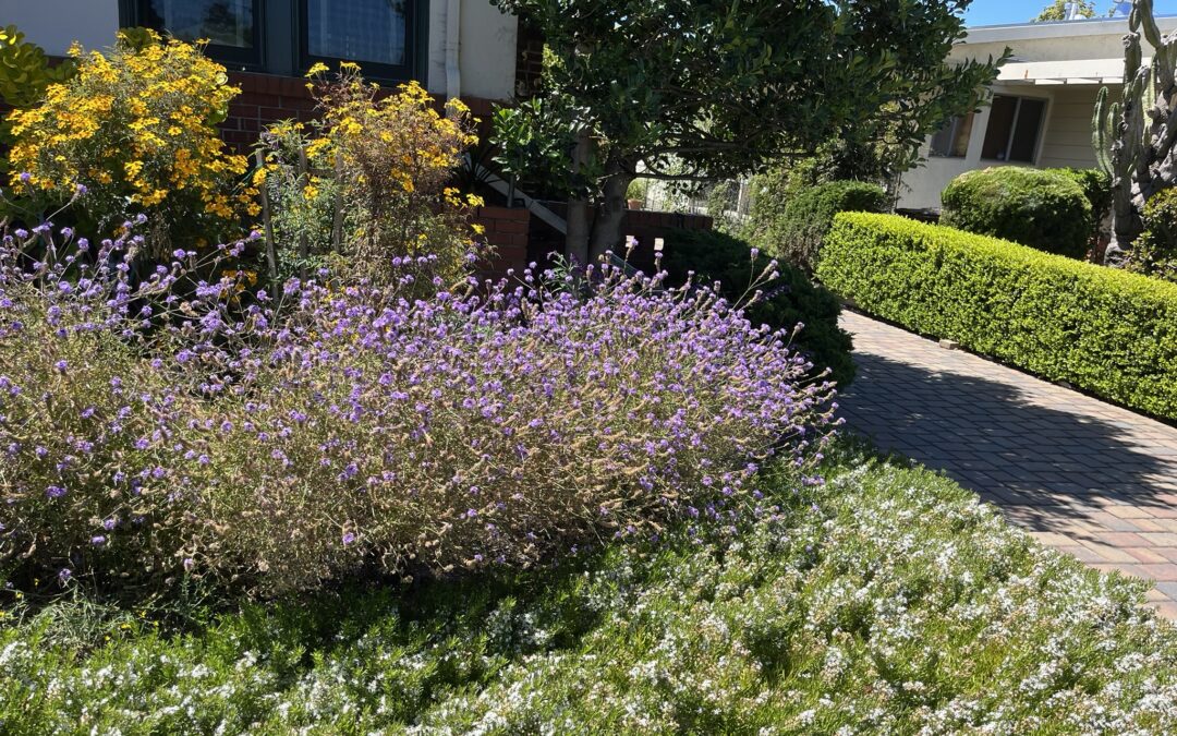 A Landscaper Rethinks East Bay Gardens