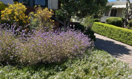 A Landscaper Rethinks East Bay Gardens