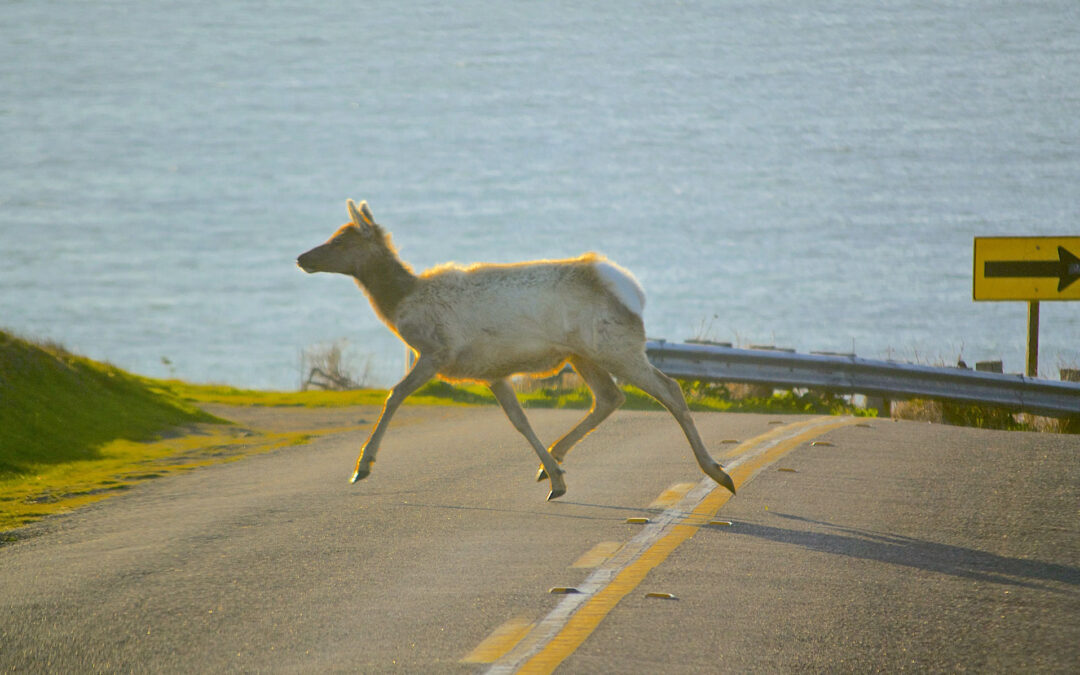 New Wildlife Bridges Help Critters Cross the Road 