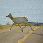 New Wildlife Bridges Help Critters Cross the Road 