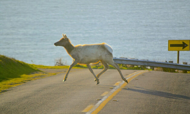 New Wildlife Bridges Help Critters Cross the Road 