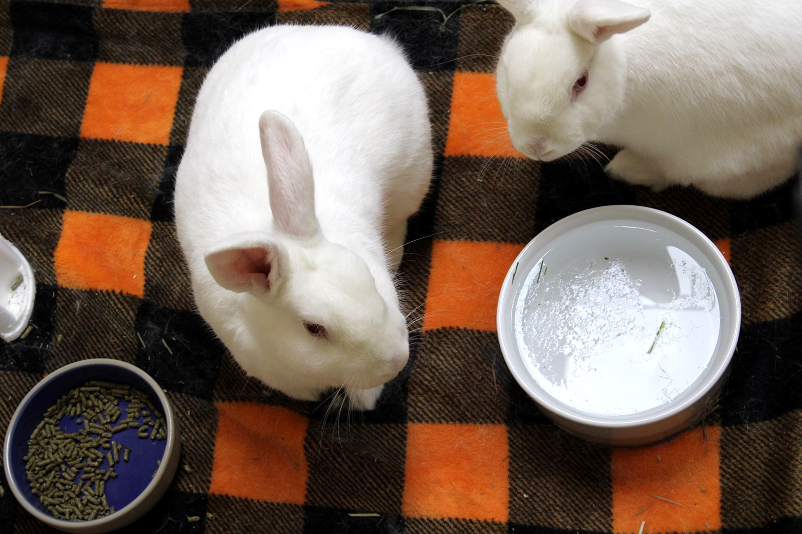 Ice chips in rabbit water. 