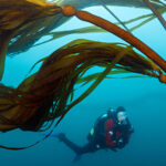 Don’t Count on Kelp to Buffer the Coast