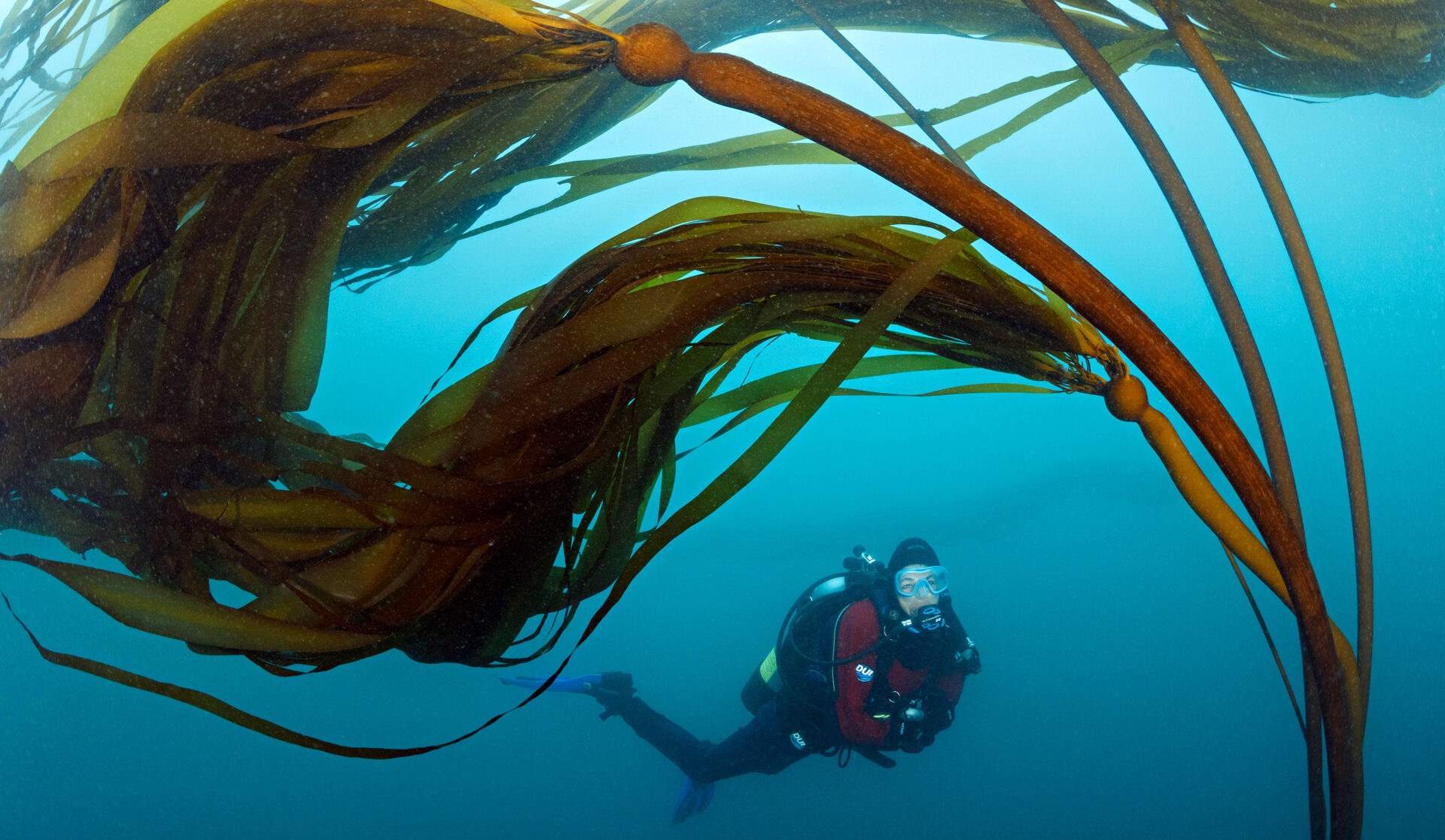 diver and bull kelp photo