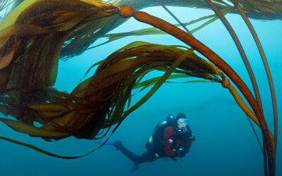 Don’t Count on Kelp to Buffer the Coast