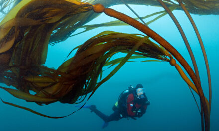 Don’t Count on Kelp to Buffer the Coast