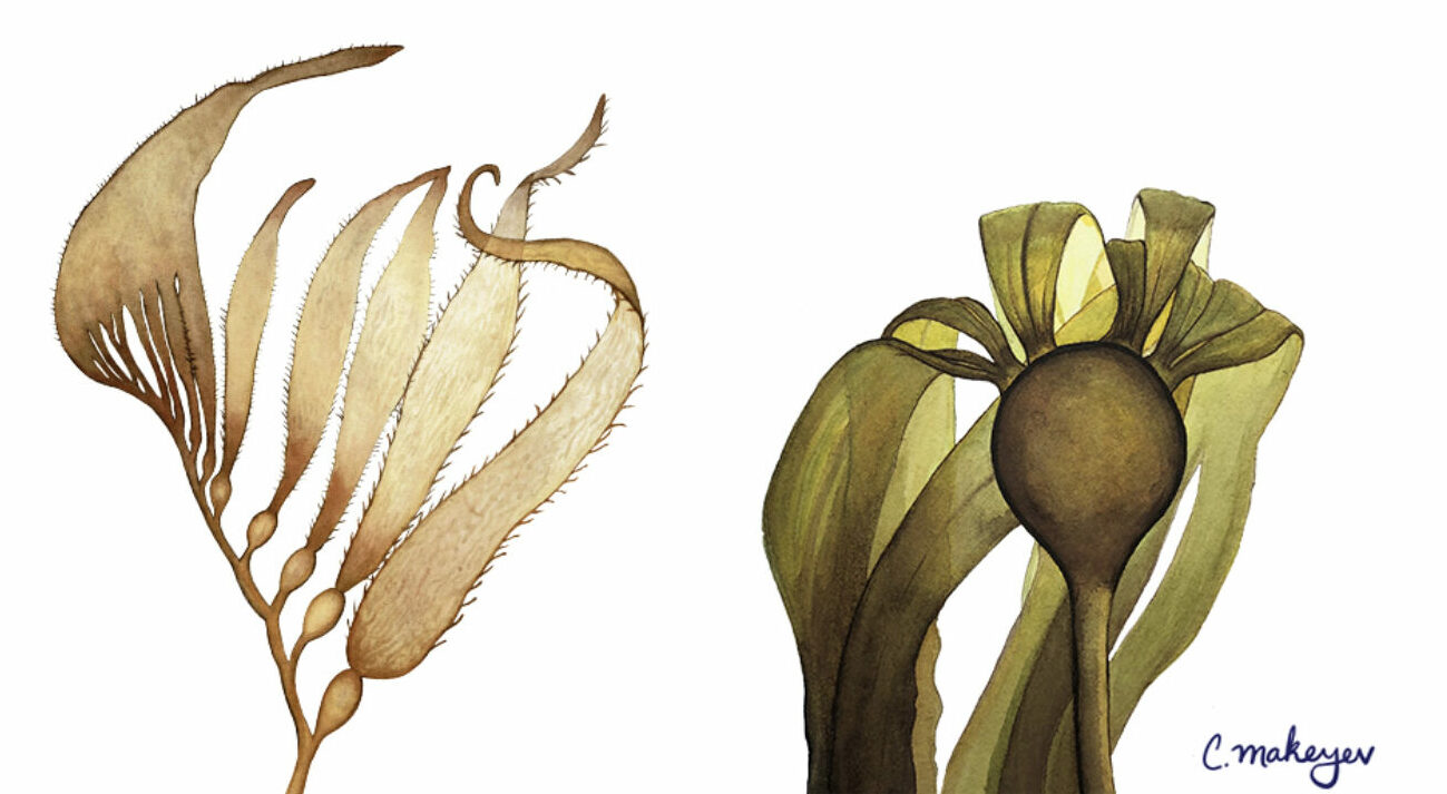 Giant kelp (left) and bull kelp (right)