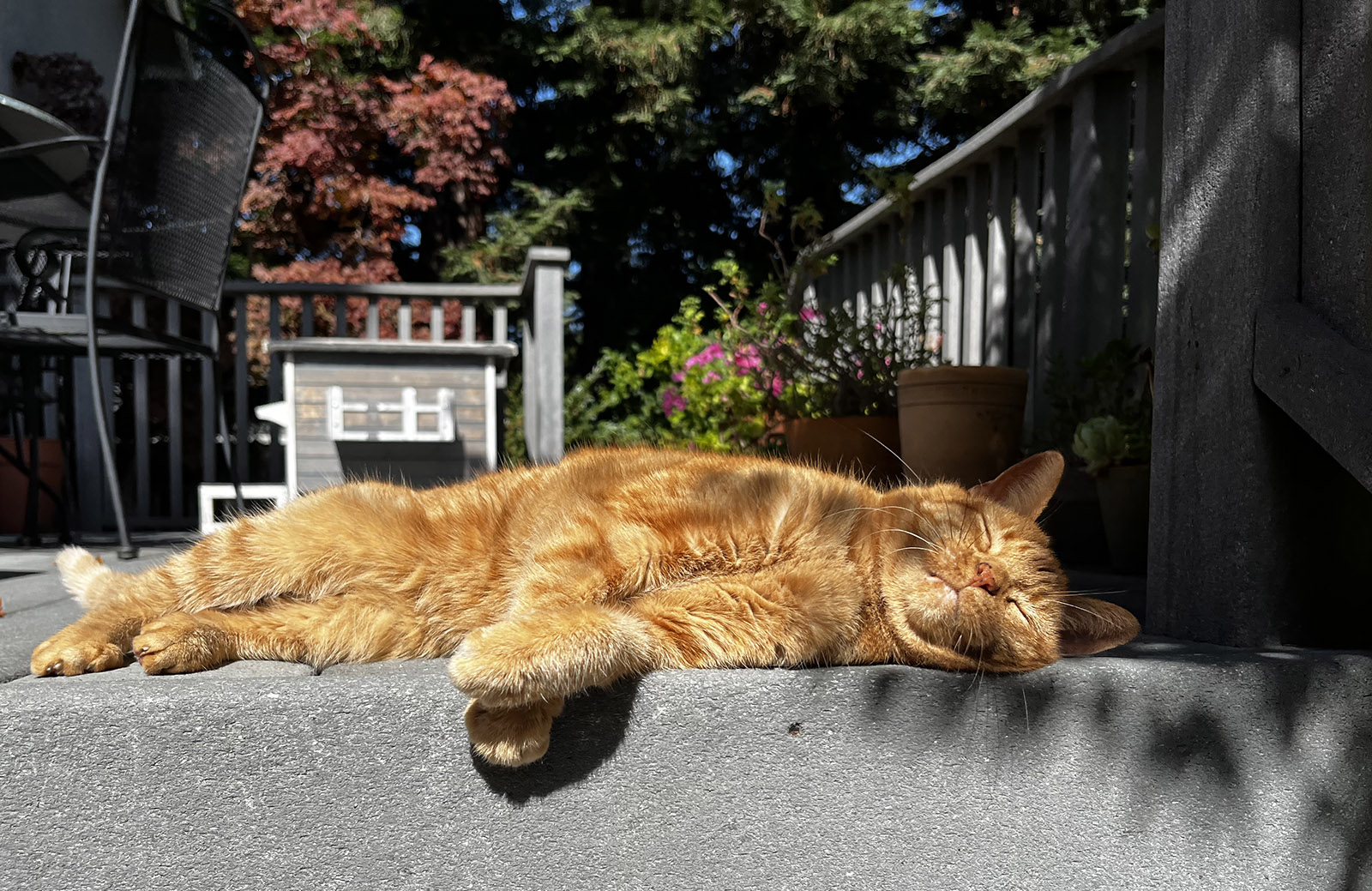 Ruby soaking in the sun