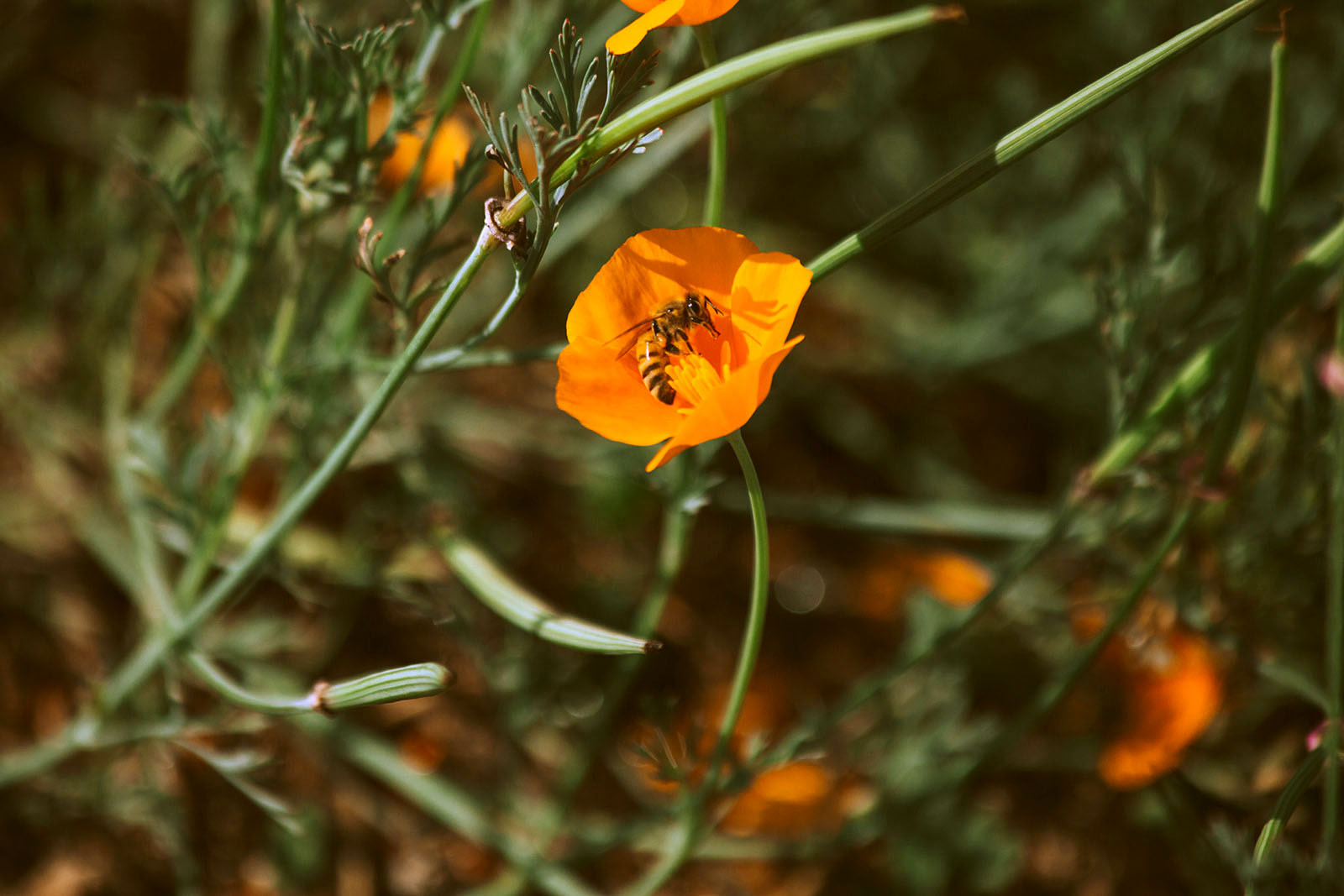 Bees help pollinate flowers, fruits and vegetables. Photo: Brooke Porter