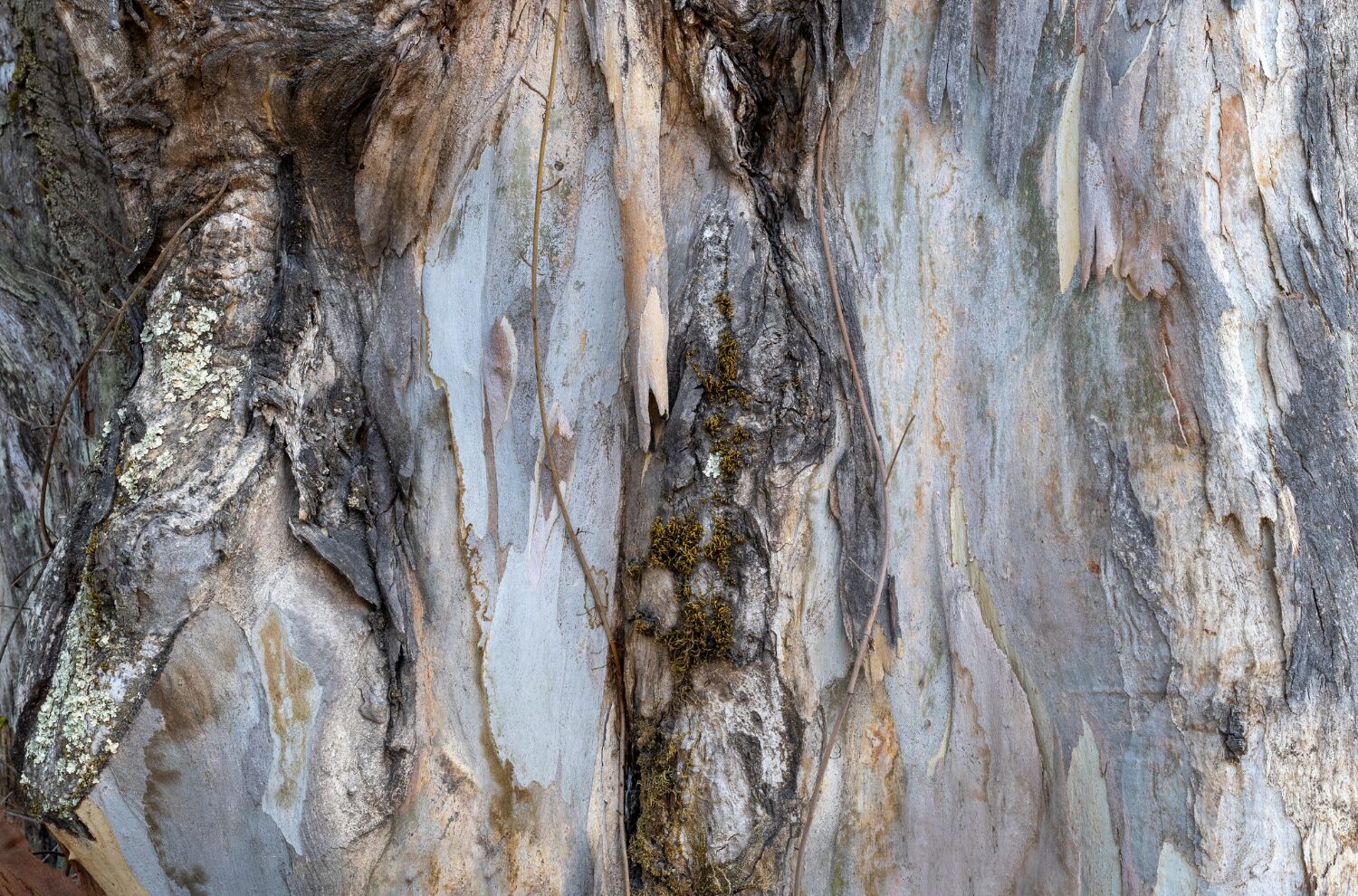 Constantly shedding bark is part of what makes eucalyptus trees a potential fire hazard. If shreds of loose bark catch fire, they can blow in the wind and carry flames to new areas. Photo: AlessandraRC