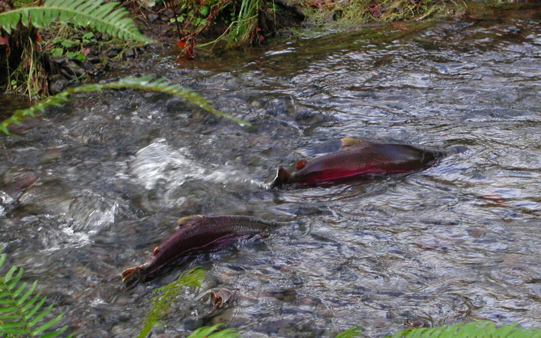 Coho Salmon Remain Afloat Four Years After CZU Fire