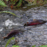 Coho Salmon Remain Afloat Four Years After CZU Fire