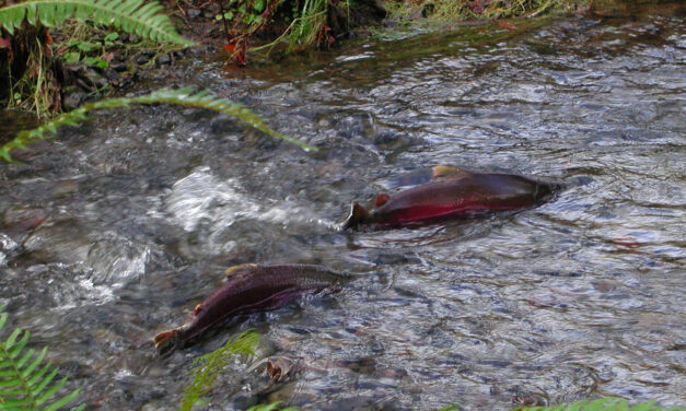 Coho Salmon Remain Afloat Four Years After CZU Fire