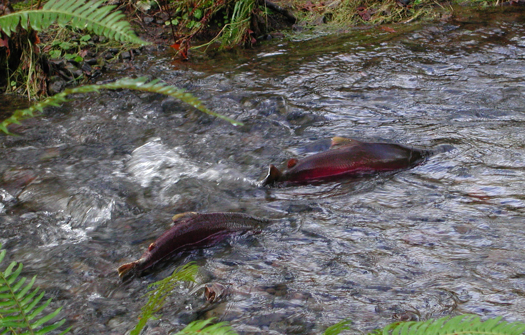 Coho salmon in Oregon. Photo: Oregon Department of Forestry