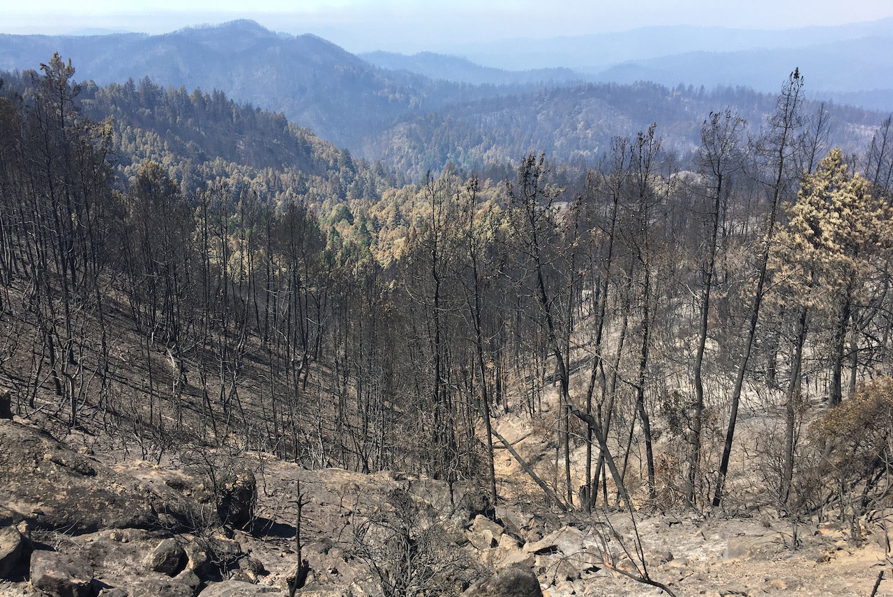 Damage from the CZU Fire in Big Basin State Park. Photo: California State Parks