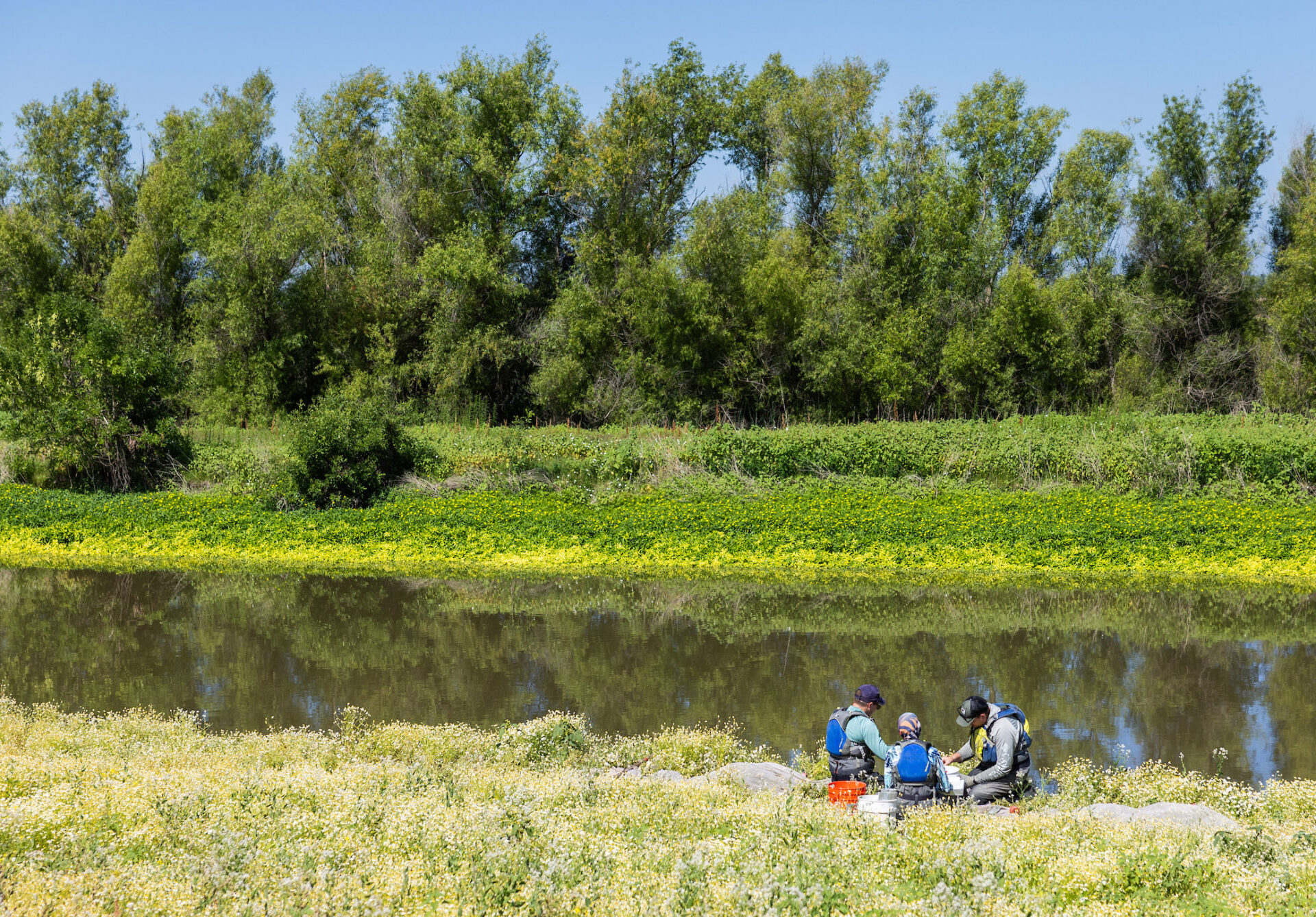 Scientists from a Department of Water Resources integrated science team monitor fish in the Yolo Bypass, California in 2024. Photo: Andrew Nixon, DWR, 2024.