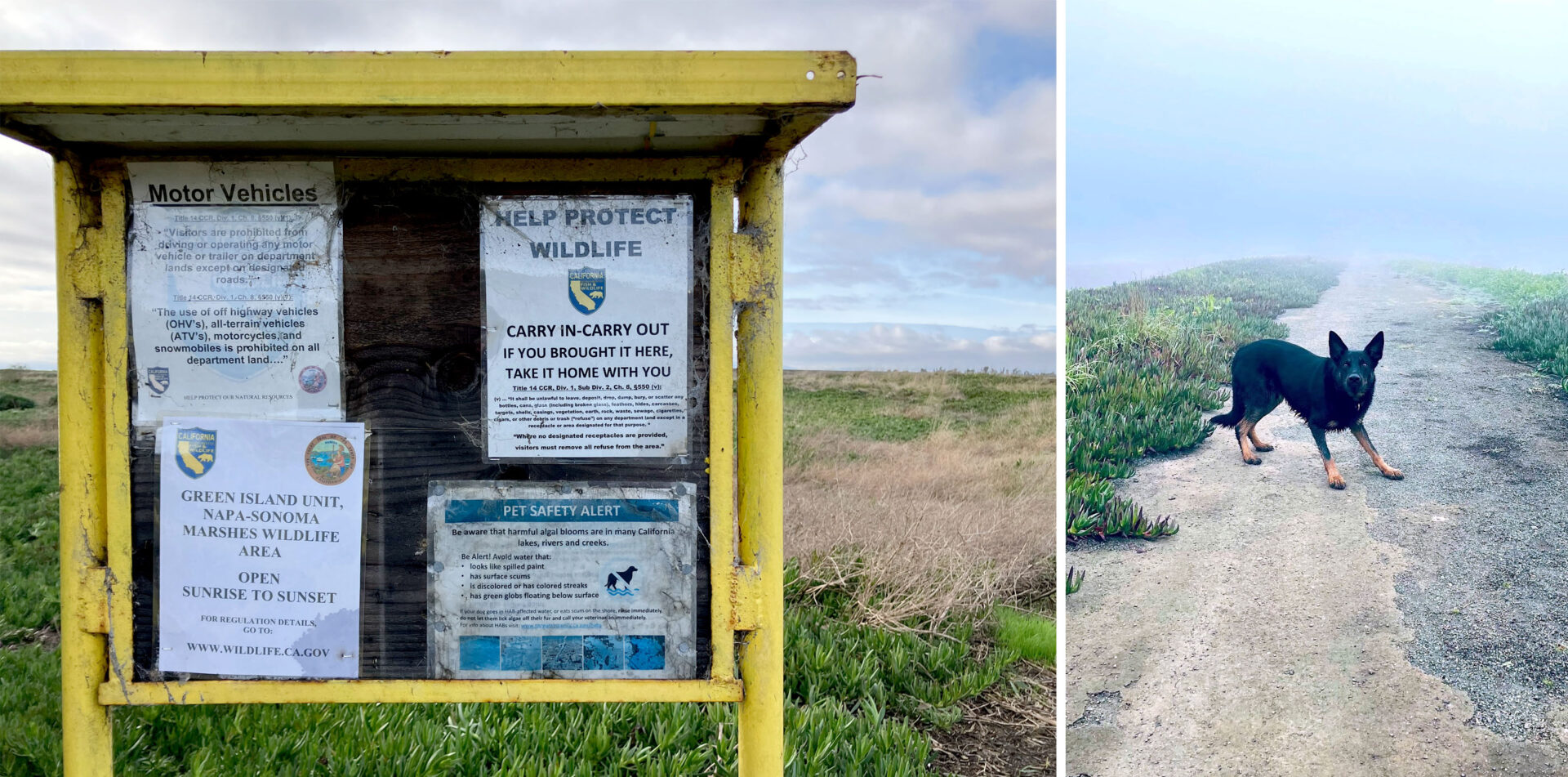 Milton Road’s proximity to local marshes offers both a flood buffer and recreational opportunities (Joey awaits a ball toss from a levee-top trail). Photos: Mary Catherine O’Connor and Darren Milman.